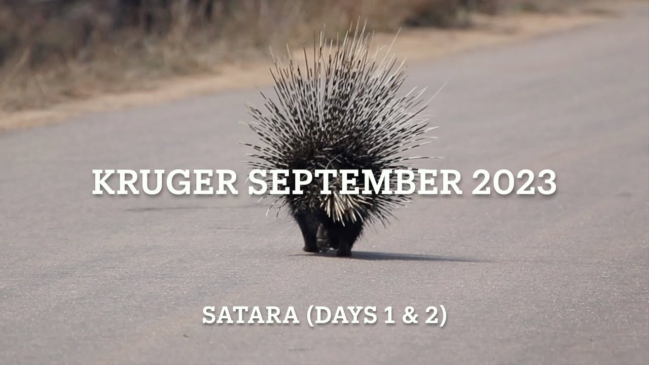 Kruger National Park Safari | Satara Highlights (September, Days 1 & 2)