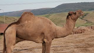 الجمال في جبال ظفار   🐪   Camels in the mountains of Dhofar