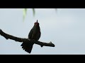 Colibri rascandose y cantando - RESI  23-09-18