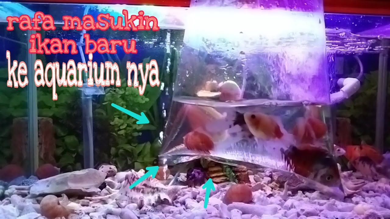 Memasukan ikan baru ke aquarium