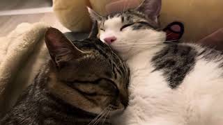 2. 얼매나 귀여운지 two kitten’s face sleeping together