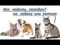 Как надеть поводок на кота или собаку.