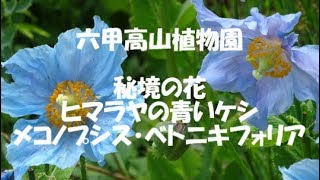 Rokko Alpine Botanical Garden　六甲高山植物園 秘境の花 ヒマラヤの青いケシ、 メコノプシス・ベトニキフォリア