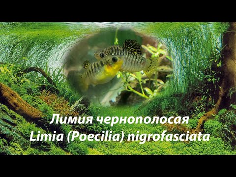 Лимия чернополосая / Limia (Poecilia) nigrofasciata #лимиячернополосая #Limianigrofasciata