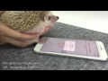 Hedgehog Paw Unlocks iPhone