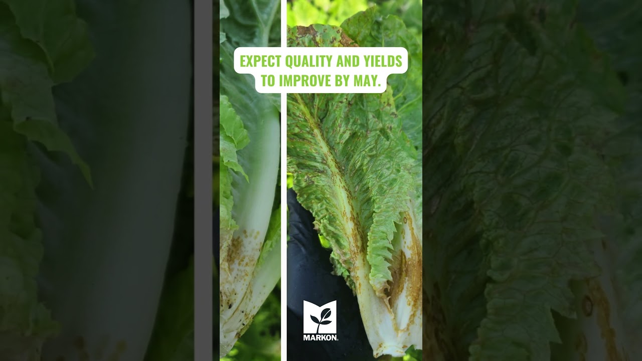 Anthracnose Pressure in the Salinas Valley - 4/23/2024