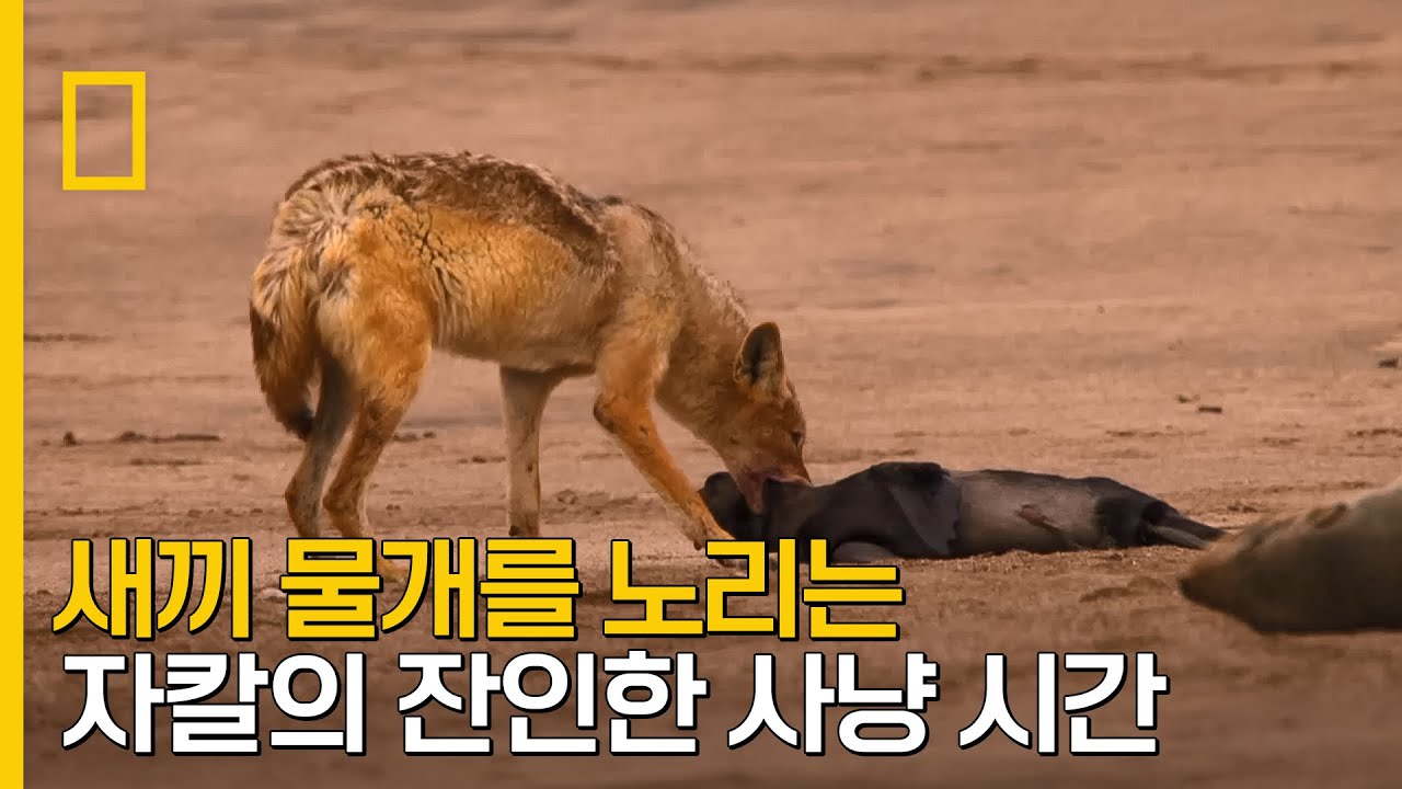 새끼 물개를 노리는 자칼의 잔인한 사냥 장면
