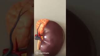 Endocrine System Anatomy Lab