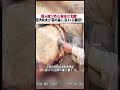 職人技が作る奇跡の太鼓！ 巨大丸太が芸術品に変わる瞬間！ #木工職人 #手作業の奇跡 #伝統技術 #DIY芸術 #木製ドラム