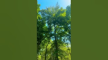 Thumbnail of I love. Nature#love #youtube _#nature
