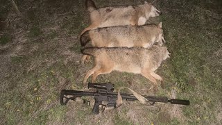 A successful evening hunting jackal in the Volgograd steppes. Sytong XM06-50LRF riflescope