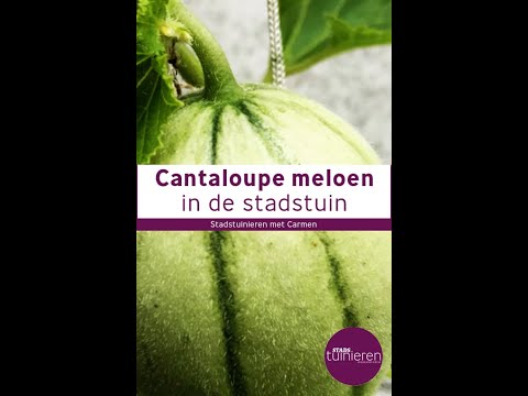 Video: Cantaloupe Planten - Hoe Cantaloupe Meloenen Te Kweken
