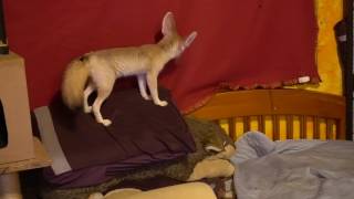 Fennec Fox Pooping
