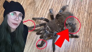 Her legs are Broken & TWISTED. Helping a *RARE* new tarantula I really wanted!