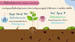 เนื้อเยื่อพืช (Plant tissue) ม.5