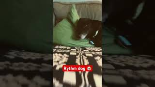 Rythm dog (mr beast) #dog #skill #rythmes