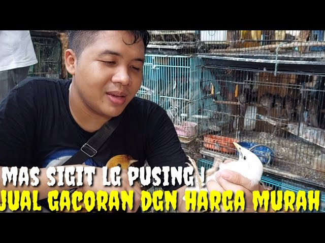 REZEKI NOMPLOK ! TURUN HARGA DAN ADA YG DI JUAL MURAH BURUNG GACOR MULUS NO MINUS class=