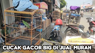 AKANG NYA JUAL CUCAK IJO GACOR BIG MURAH BANGET FULL SET