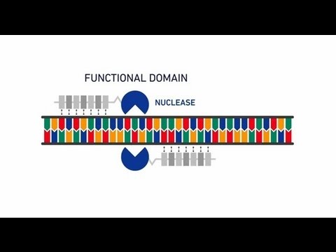 Genome editing with GeneArt® Precision TALs