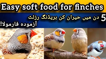 Best Soft Food for Zebra Finches | Secret Breeding Formula Revealed Zebra finches breeding tips 