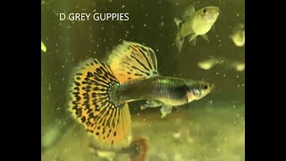 My Favorite Guppy Strains Series— Platinum Red Mosaic Dumbo Ear Guppies