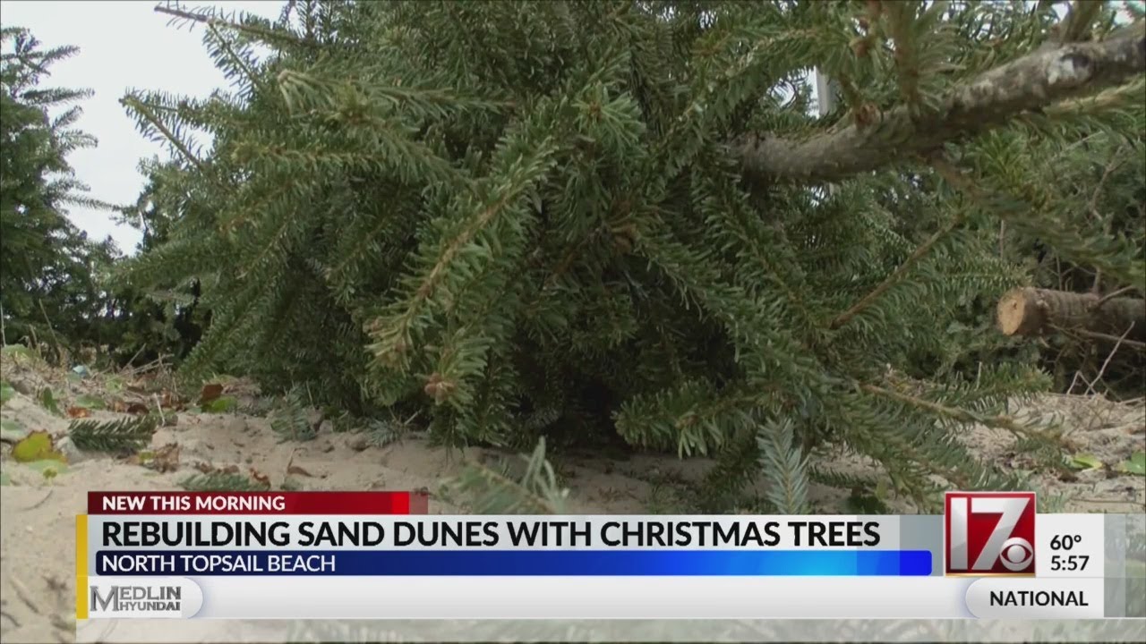 Using Christmas trees to rebuild sand dunes in NC YouTube