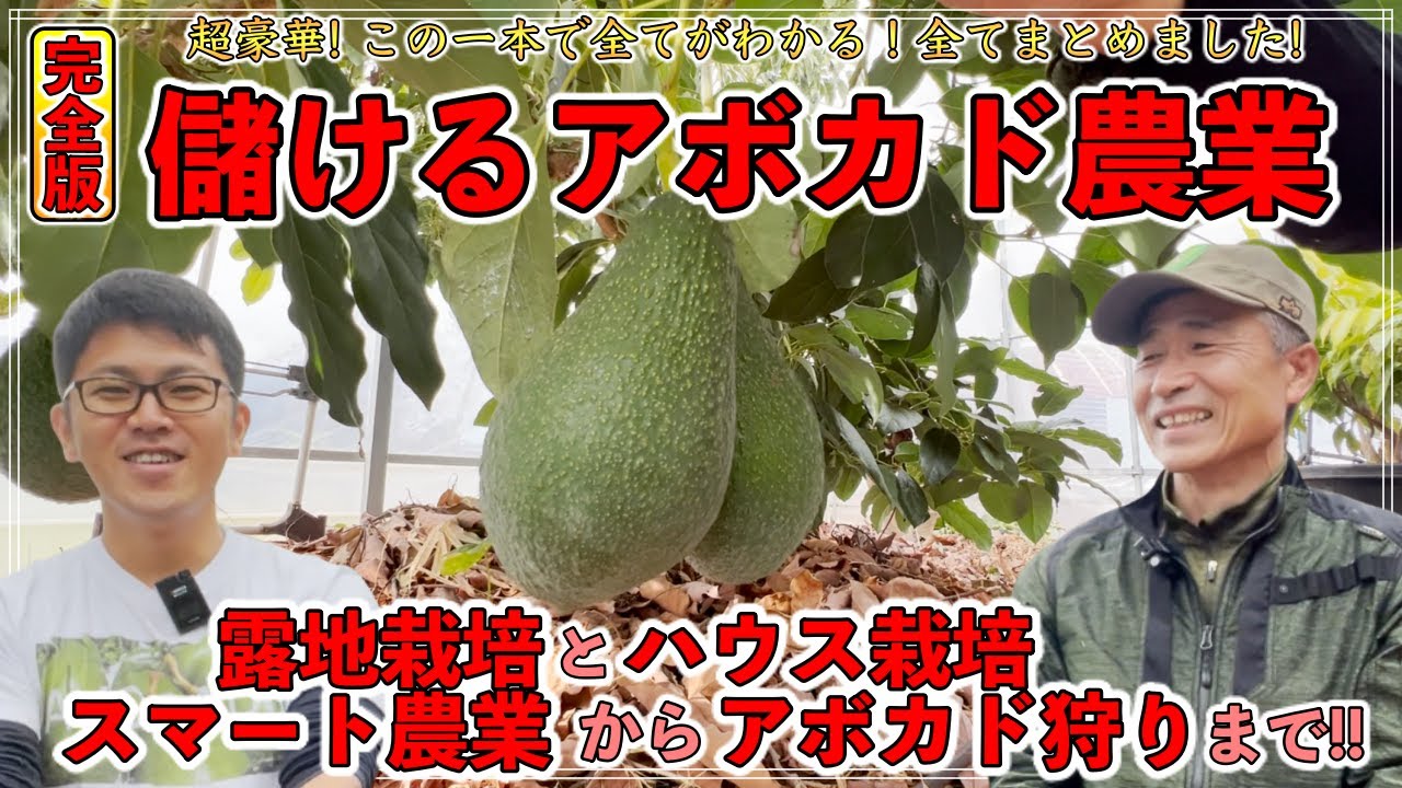 【完全版】アボカドの育て方！儲ける農業を模索する！アボカドの露地栽培からハウス栽培，スマート農業化やアボカド狩りまで！この一本で全て公開！【アボカドラウンジ有田さん】