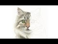 Half and Half Challenge: How to Paint a Realistic Cat in Watercolor