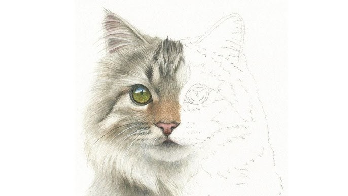 This Watercolor Pencil Tutorial Reveals How Easy to Draw Cat by
