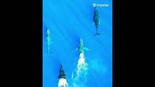 Things to Do in Hawaii | Tripster Travel