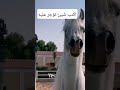 شخير الخيل العربي الاصيل خيل خيل عربي اصيل
