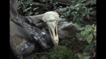 Sasquatch Awareness Project - Gifts and Shelters