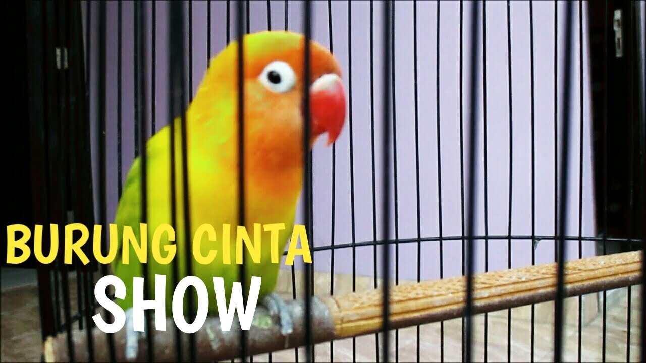 LOVEBIRD SI BURUNG CANTIK, TERCANTIK 