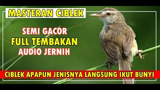 Suara Burung Ciblek Semi Gacor Full Nembak Audio Jernih Durasi Panjang 2 Jam