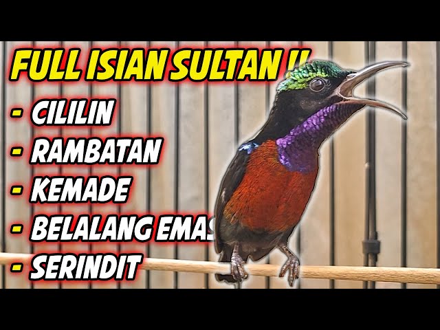 FULL NEMBAK !! KONIN GACOR FULL ISIAN TEMBAKAN ISTIMEWA INI COCOK BUAT  MASTERAN KOLIBRI NINJA BAHAN class=