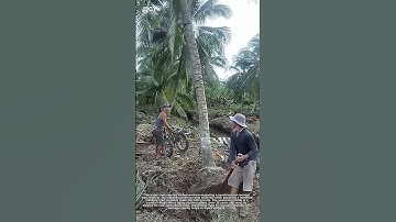 "Coconut Tree Removal Duo 🌴 | Pro Root-Cutting & Safe Landing Tricks!"