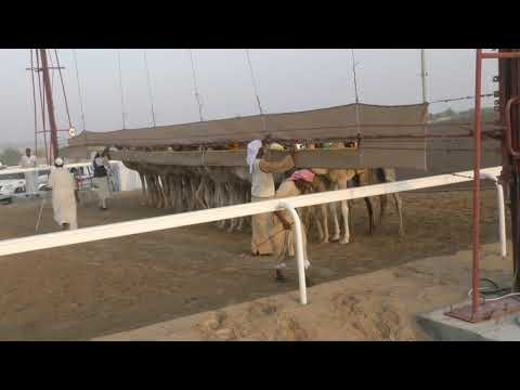 الشوط 9 الصايله سعيد مبارك سعيد المنصوري 3 00