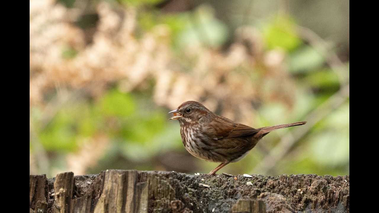 Feeder Birds-7 wmusic