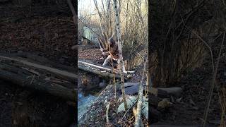 Lavorando al ponte del #villaggiolongobardo de la Fara