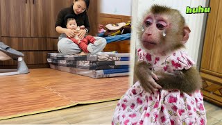 Download Lagu Diana monkey wants to be held by her mother like a baby! MP3