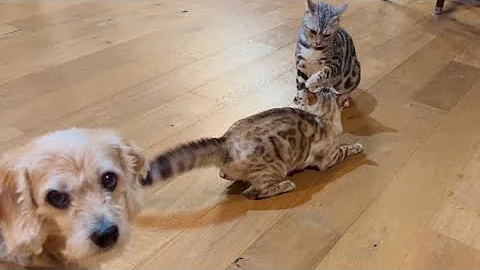 Watch the video about Cats pounce and play and run on their cat wheel!