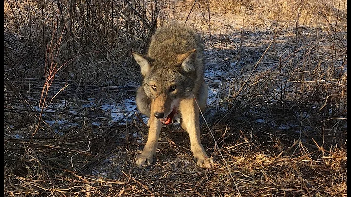 Trapping Fox and Coyotes in PA Season 5 Ep. 13