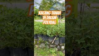 Download Lagu Menanam kacang tanah di dalam polybag, semoga hasilnya melimpah yaaa #kokkalai #2024 #buah #kacang MP3