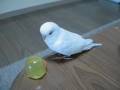 ひよこvs白い鳥 The chick vs. white Budgerigar