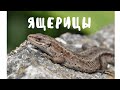 ЯЩЕРИЦА🦎ГДЕ ЯЩЕРИЦЫ ЗИМУЮТ ? Спасаем ЖИВОРОДЯЩИХ ЯЩЕРИЦ от ЛОПАТЫ