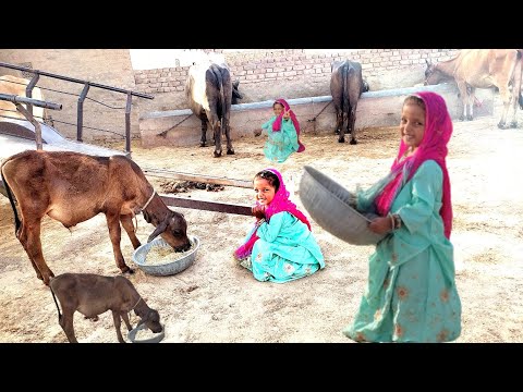 👉😜छोटी बहू पशुओं को चारा#chhoti Bahu#BalikaVadhu#saas Bahu ki NOK jhok#funnyvideo#short#viral#पशु#