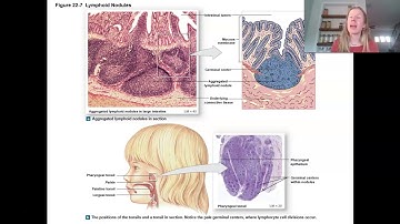 Human A&P II Lymphatic System and Immunity