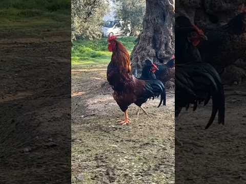 Horoz Sesi 🐓