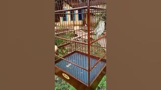 Cipew miriwit ngetir pemilik om sule bck!!! #JURIG #BCK  #salamnyadatanpajeda