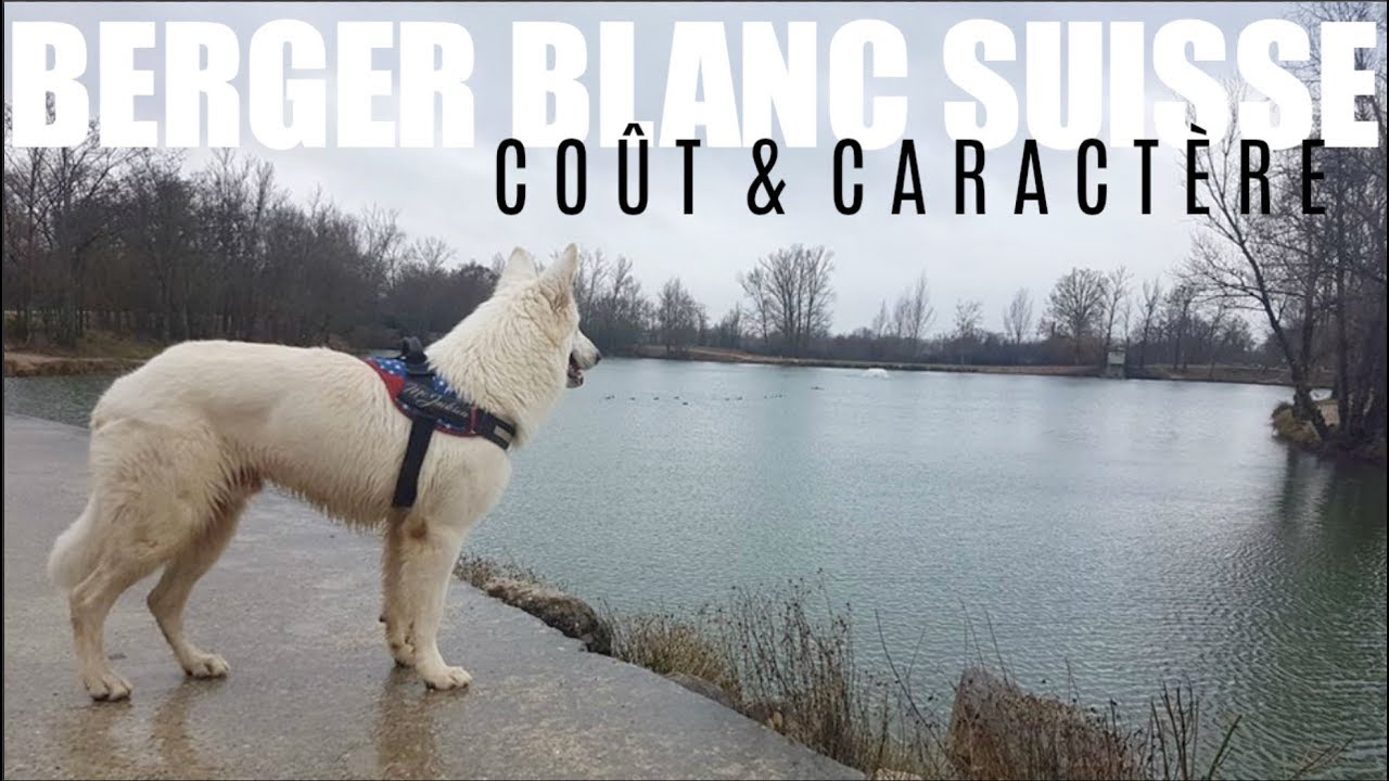 Avoir Un Berger Blanc Suisse Coût Caractère